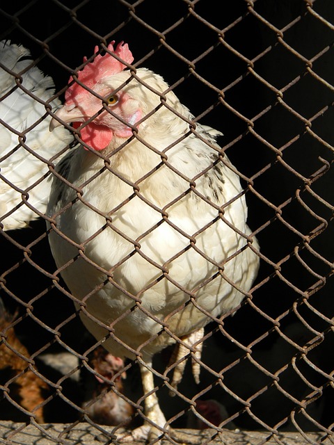 为胜利注入 为胜利注入